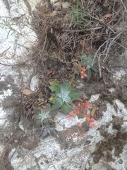 Dudleya cymosa pumila
