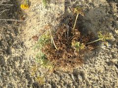 Lomatium insulare