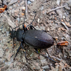 Carabus regalis