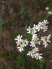 Bifora radians