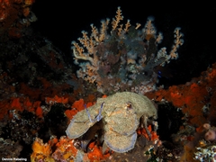 Scyllarides latus