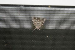 Catocala lineella