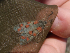 Zygaena rhadamanthus
