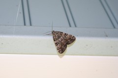 Catocala lineella