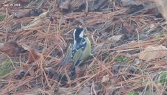 Periparus venustulus