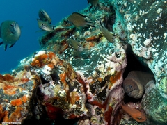 Gymnothorax unicolor