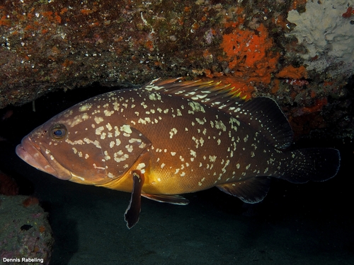 Dusky Grouper