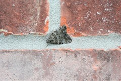Catocala lineella