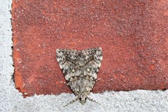 Catocala lineella