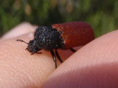 Bostrichus capucinus
