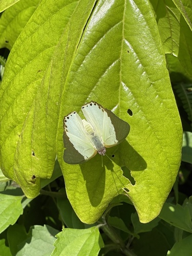 Common Green Charaxes