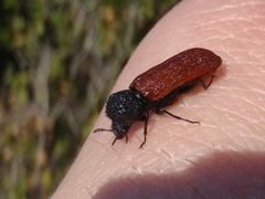 Bostrichus capucinus