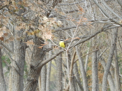 Pitangus sulphuratus