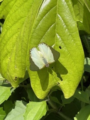 Charaxes eupale latimargo
