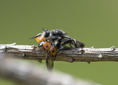 Laphria cinerea