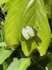 Charaxes eupale latimargo