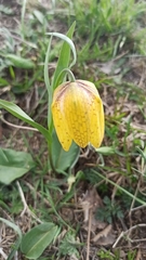 Fritillaria collina