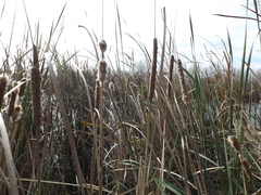 Typha domingensis
