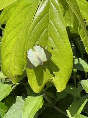 Charaxes eupale latimargo
