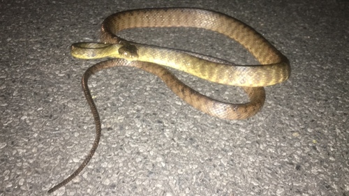 Brown Tree Snake sighting