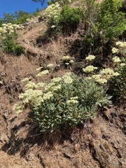 Eriogonum compositum compositum