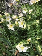 Polemonium carneum