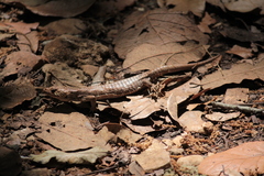 Abronia lythrochila