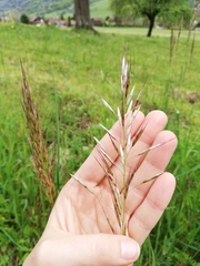 Bromus erectus