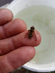 Syrphus ribesii