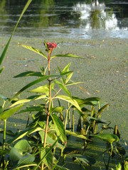 Asclepias incarnata incarnata