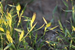 Eremopyrum orientale