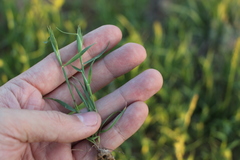 Eremopyrum orientale