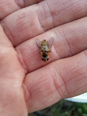 Syrphus ribesii