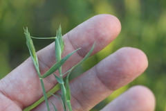 Eremopyrum orientale