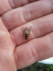 Syrphus ribesii