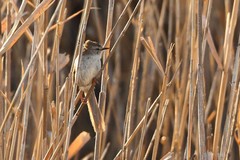 Phragmacia substriata