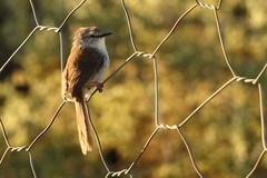 Phragmacia substriata