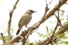 Calamonastes stierlingi