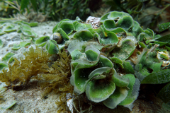 Liverwort Seaweed