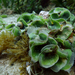 Dictyosphaeria sericea - Photo (c) Wayne Martin,  זכויות יוצרים חלקיות (CC BY-NC), הועלה על ידי Wayne Martin