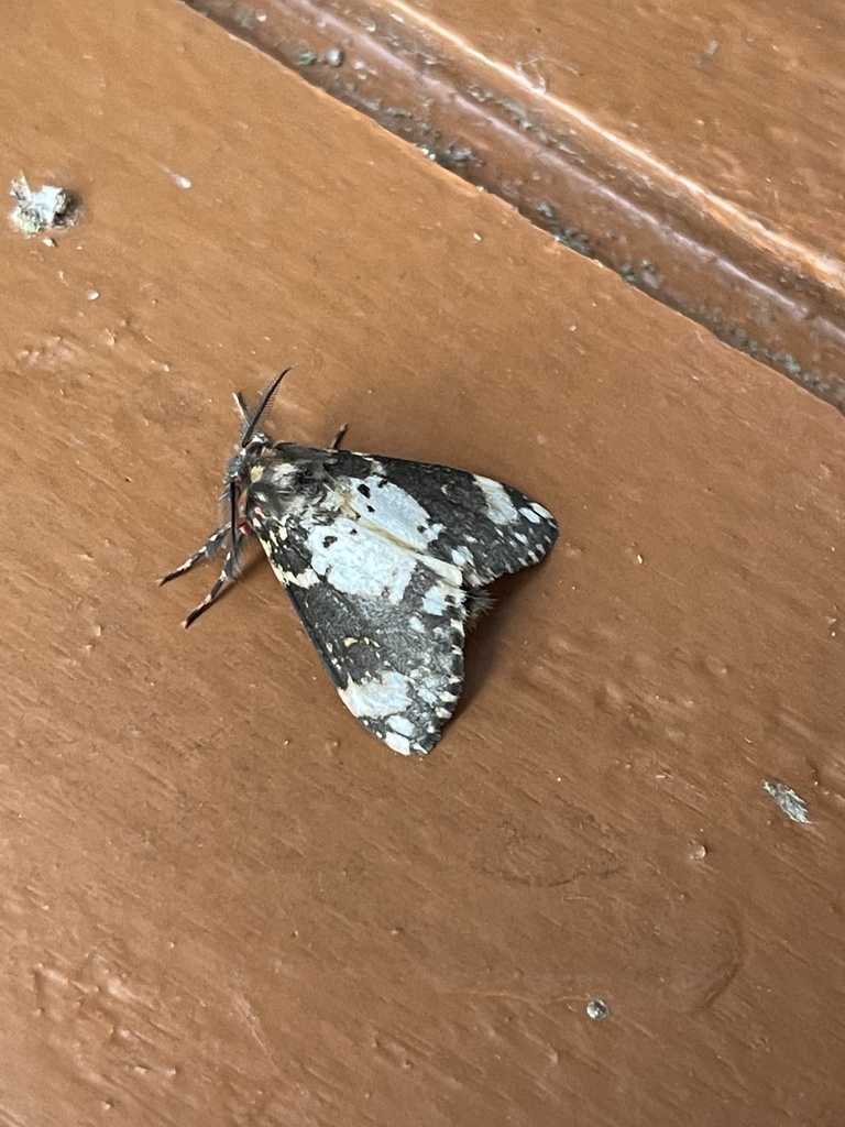 Rhypopteryx poecilanthes