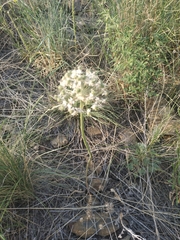 Allium tulipifolium