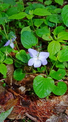 Viola × bavarica