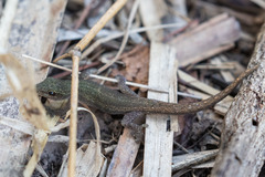 Lygodactylus fischeri