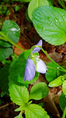 Viola × bavarica