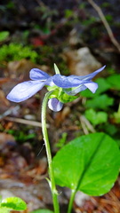Viola × bavarica