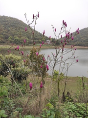 Magnolia liliiflora