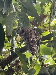 Psaltriparus minimus