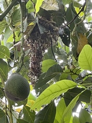 Psaltriparus minimus