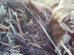 Morchella pulchella